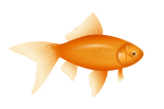 Goldfish, auksinÄ— Å¾uvelÄ—